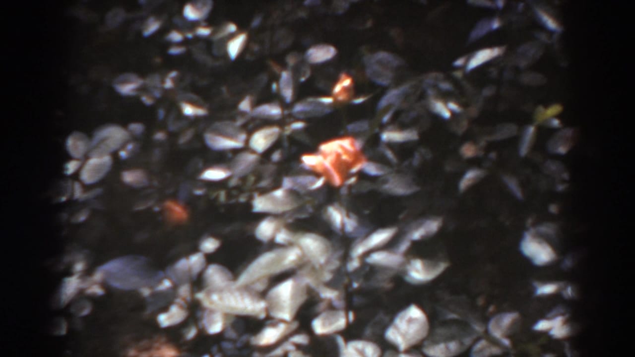 Close 8mm garden view in West Virginia with glossy dark leaves and an orange flower catching light.