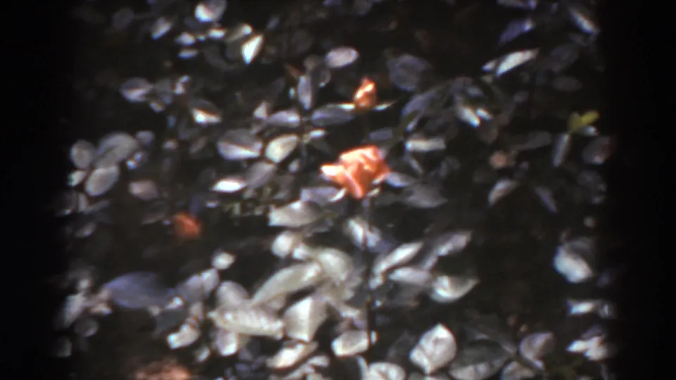 Close 8mm garden view in West Virginia with glossy dark leaves and an orange flower catching light.