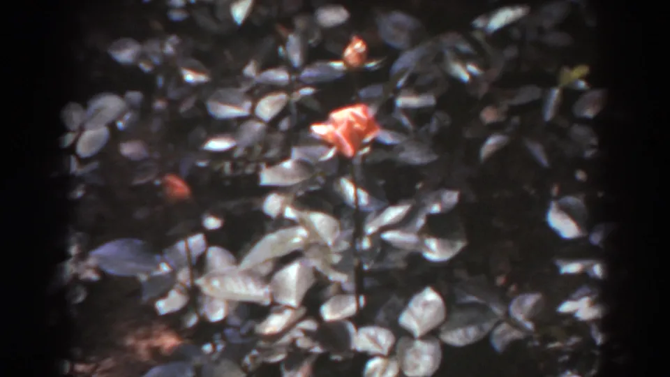 1938 home-movie frame of a flowering shrub with orange blooms and light-toned leaves in a garden setting.