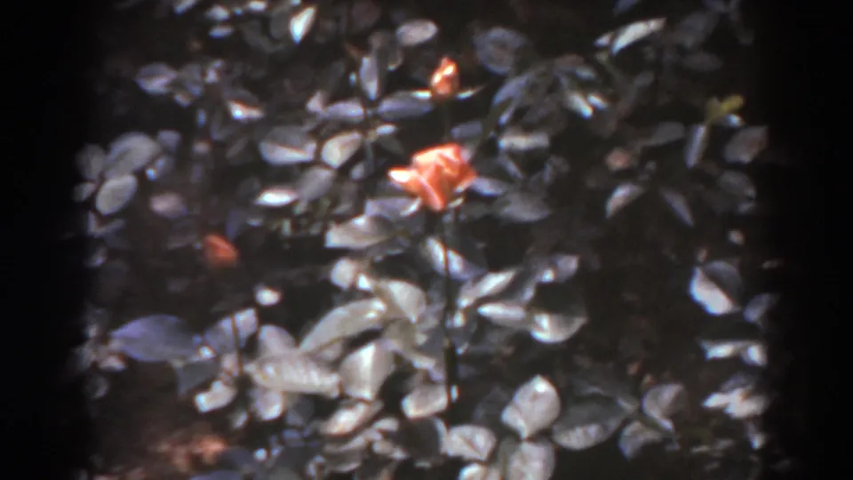 West Virginia 8mm garden frame showing an orange flower among dense dark leaves near the end of the clip.