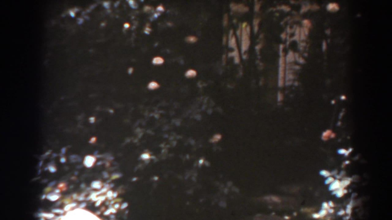 Dark garden foliage with small pale blossoms in soft focus.