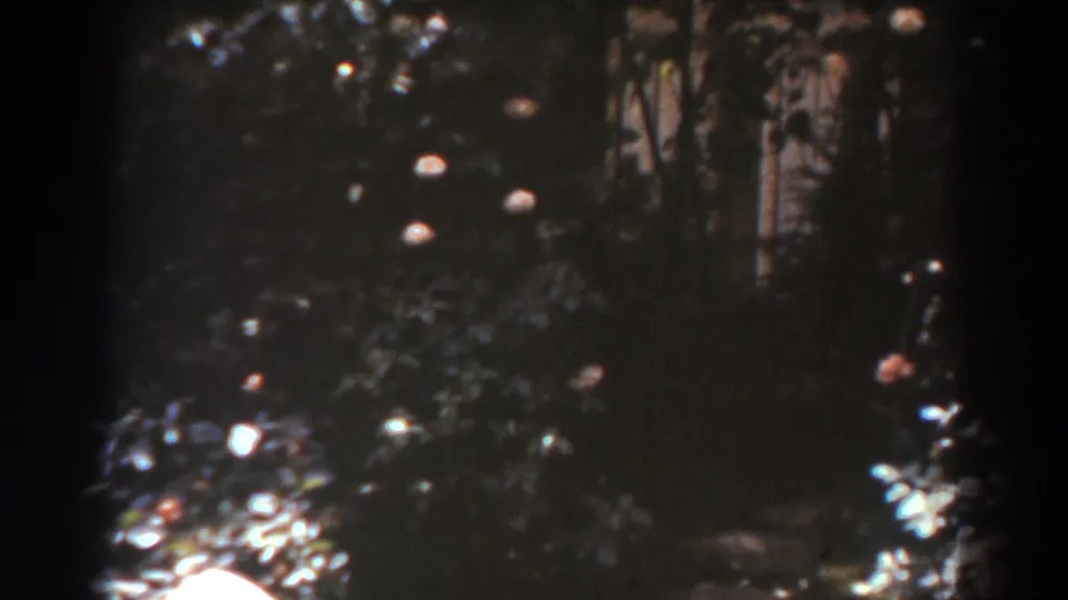Soft 1938 8mm view of leafy garden growth with scattered pale pink flowers, associated with West Virginia metadata.