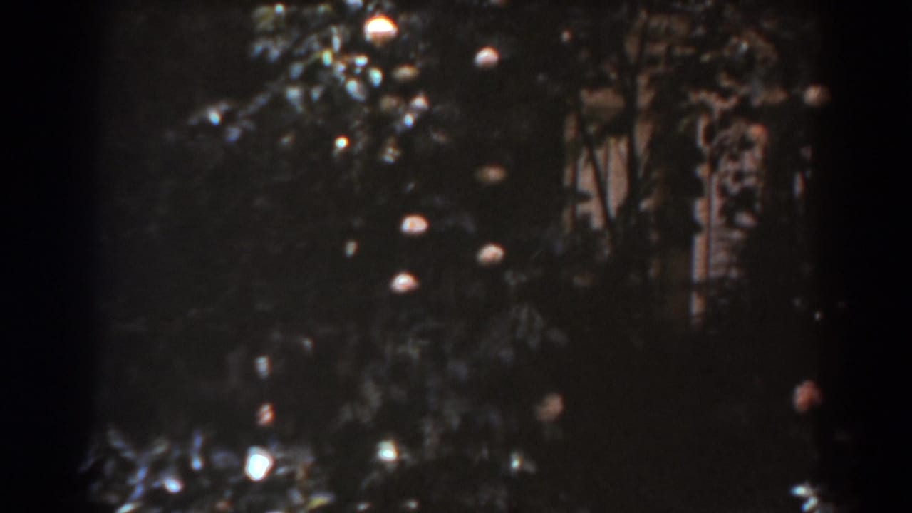 Dense foliage and scattered blossoms with bright sun patches.