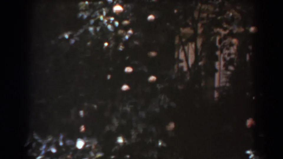 Garden foliage with small pale blossoms appears in a dark, grainy 1938 home-movie frame linked to West Virginia metadata.