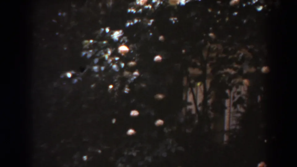 Close view of shadowed garden foliage and pale flowers on 8mm film, described by clip metadata as West Virginia in 1938.