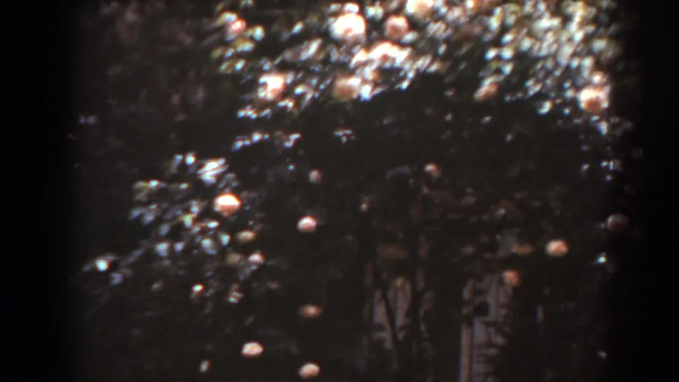 Sunlit patches cross dense garden leaves and pale flowers in this 1938 8mm home-movie frame tied to West Virginia metadata.