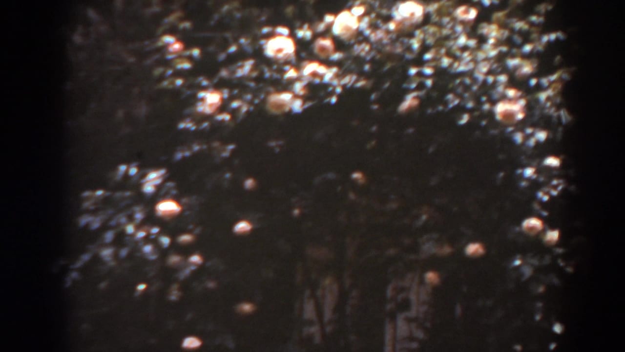 Dark tree foliage with scattered pale round blossoms or lights against a shadowed background.