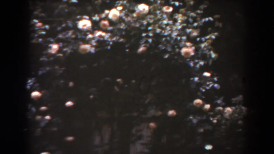 A soft 8mm view of leafy branches and pale circular highlights, with a faint vertical structure visible through the darkness.
