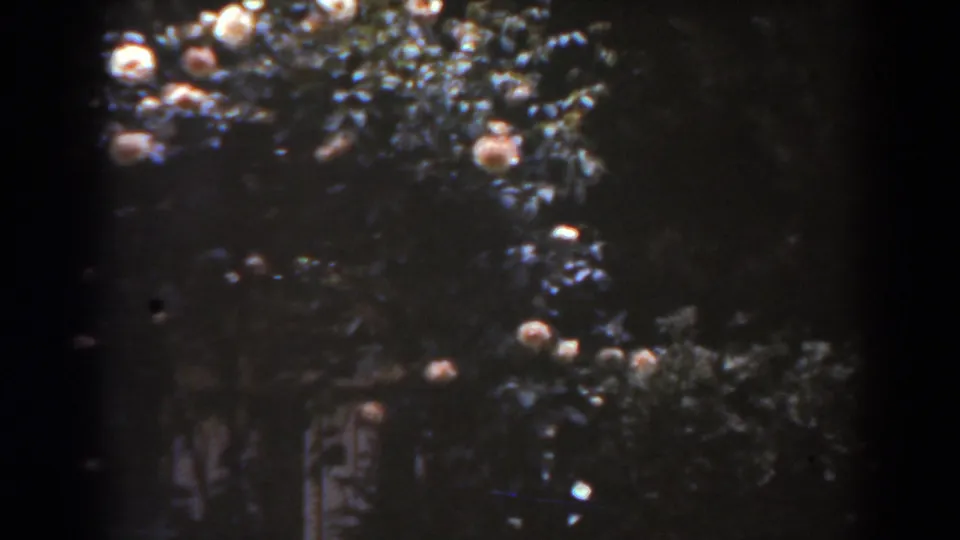 Low-light 8mm frame of dense foliage with scattered pale round highlights and a faint structure partly visible behind the branches.