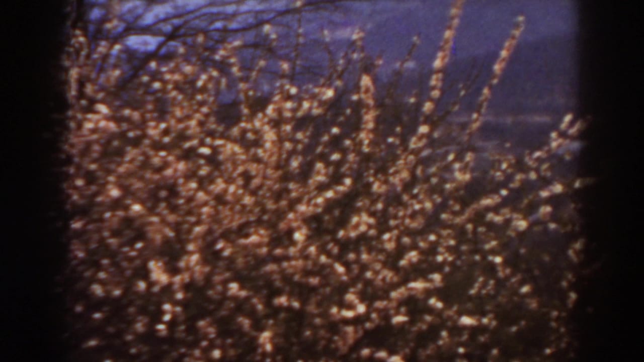 1938 West Virginia 8mm frame showing dense brown brush, bare tree limbs, and a distant mountain or hillside under bright sky.