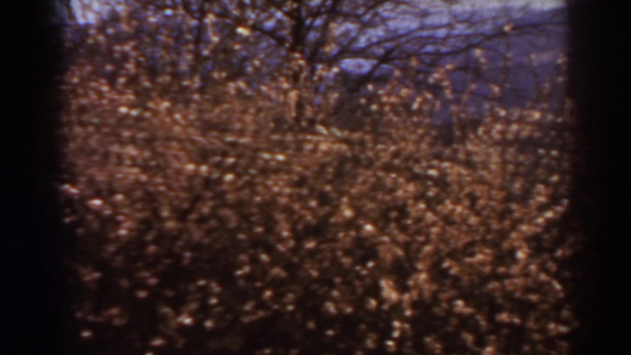 1938 West Virginia home-movie frame with brown brush, leafless branches, and a hazy mountain backdrop in sunlit color.