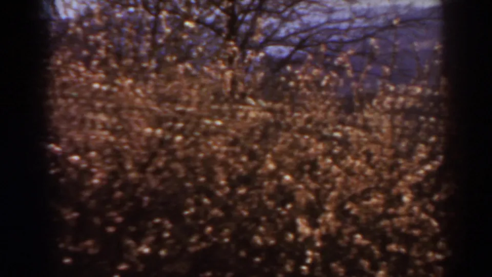 1938 West Virginia home-movie frame with brown brush, leafless branches, and a hazy mountain backdrop in sunlit color.