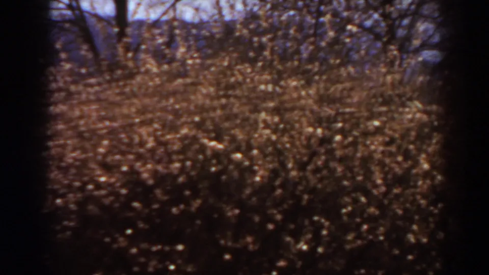 1938 West Virginia frame showing a low, dense stand of brown brush with dark tree trunks and bare limbs in the background.