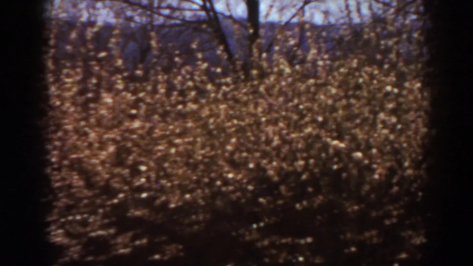 1938 West Virginia 8mm frame with sunlit brown brush, bare trees, and a blue-purple sky visible through the branches.