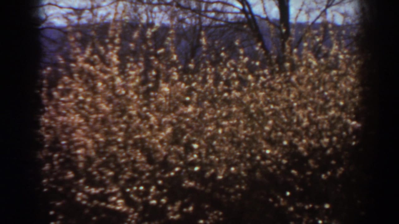 Dense brown shrub and bare tree branches against blue sky with dark 8mm edge vignetting.