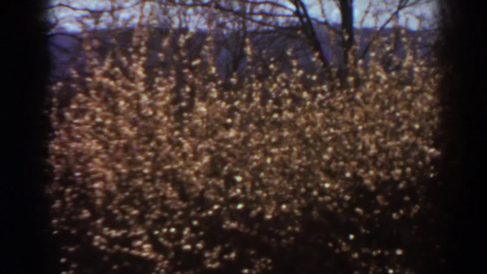 1938 West Virginia home-movie frame showing sunlit brown brush and leafless trees under blue sky.