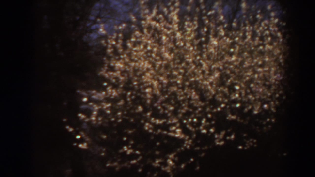 A soft 8mm view of dense brown brush and dark tree shapes in a likely West Virginia outdoor setting.