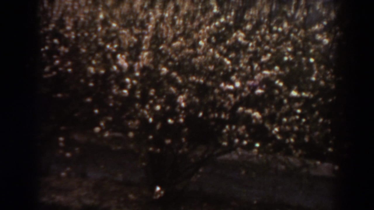 Vintage 8mm frame of tangled brown vegetation, branches, and shaded ground in a rural outdoor scene.