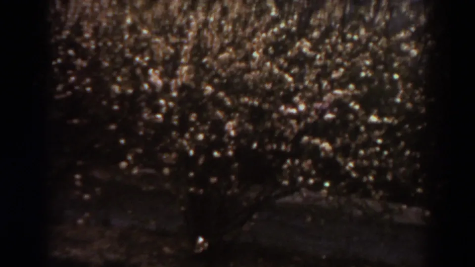 Vintage 8mm frame of tangled brown vegetation, branches, and shaded ground in a rural outdoor scene.