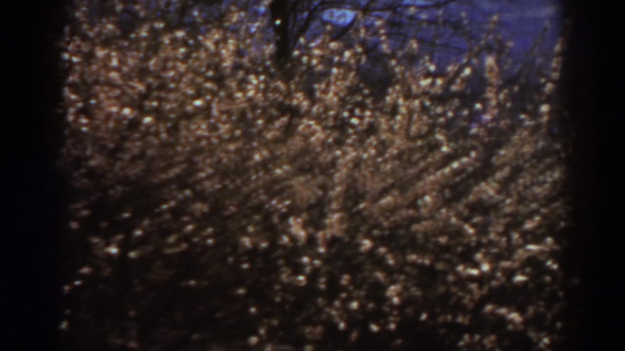 Final 8mm frame showing sunlit brown brush, bare tree limbs, and blue sky in the 1938 West Virginia clip.