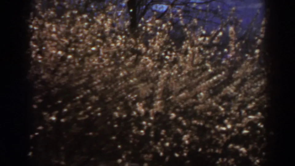 Final 8mm frame showing sunlit brown brush, bare tree limbs, and blue sky in the 1938 West Virginia clip.