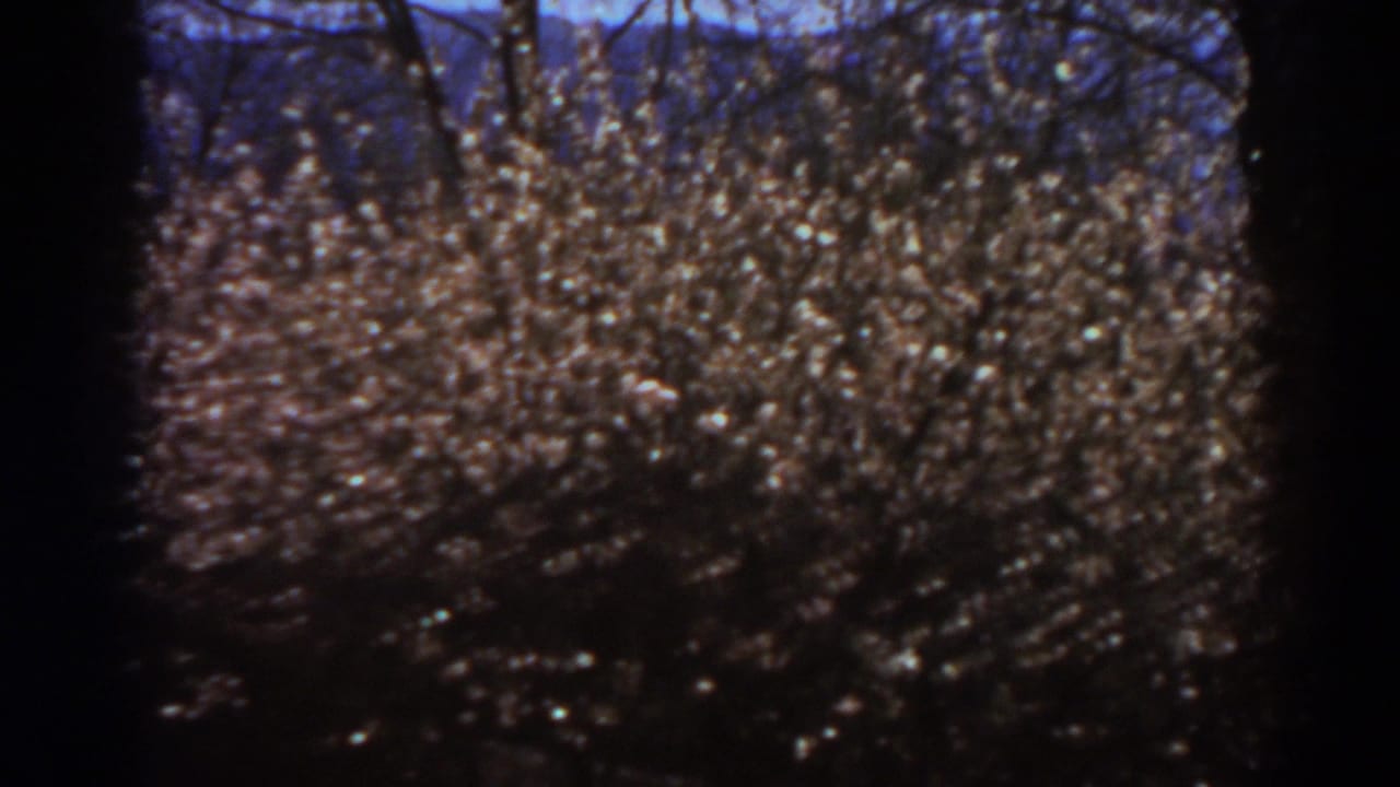 1938 West Virginia 8mm frame showing a tree or shrub covered with small glowing lights against the night.