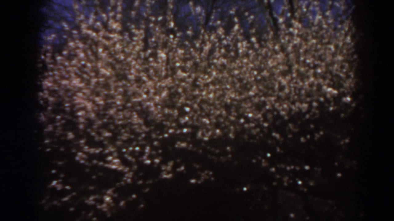 1938 West Virginia home-movie frame where illuminated branches fill the view in soft focus and deep shadow.