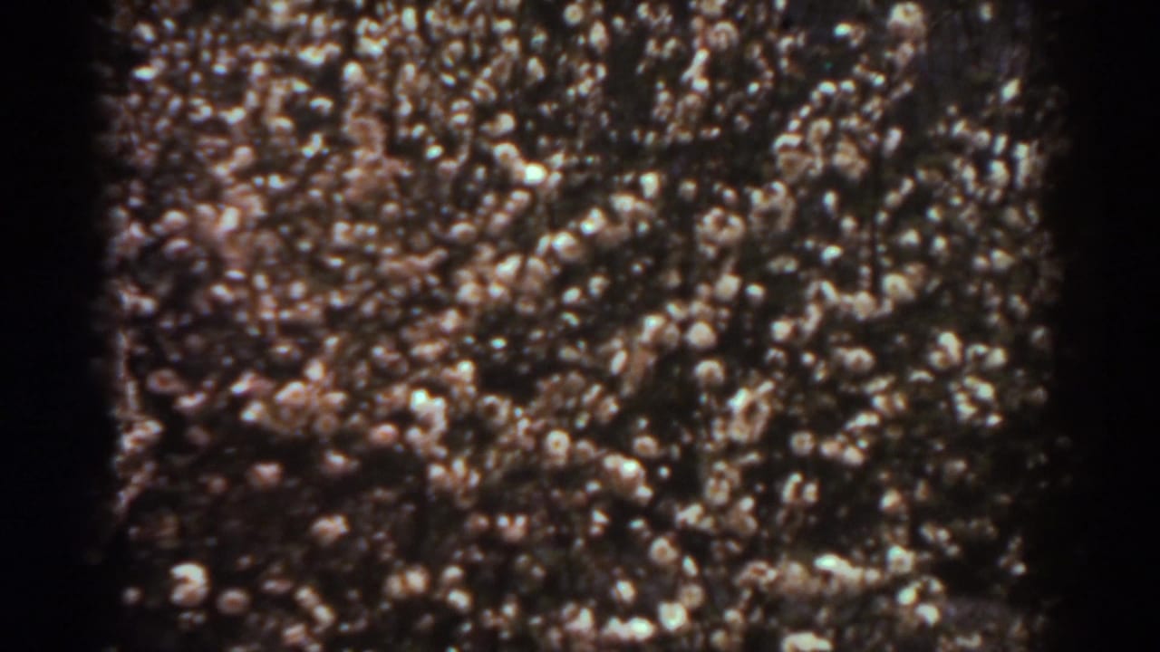 Soft, grainy view of a dense indistinct crowd-like field with dark film edges.