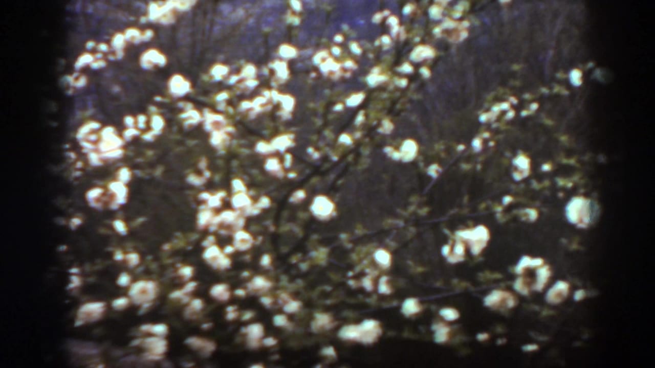 White spring blossoms fill the frame in soft-focus 1938 8mm footage from West Virginia.