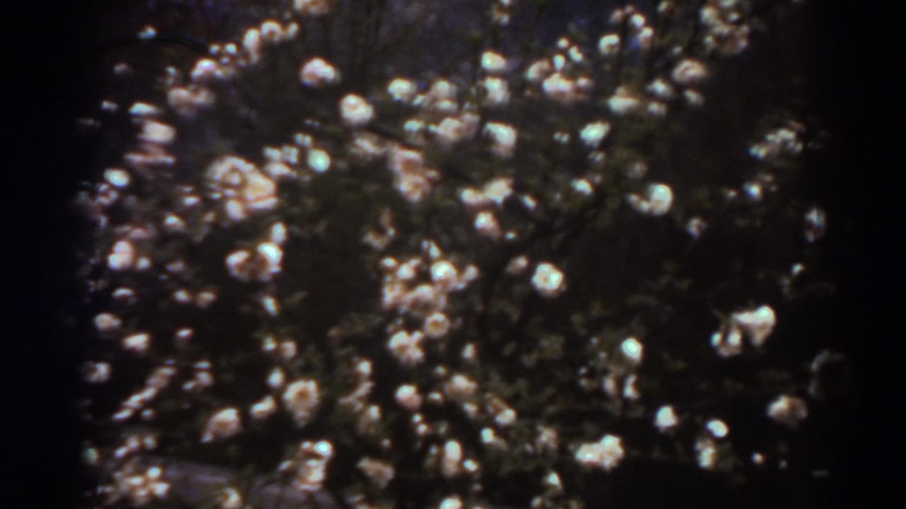 Dense pale blossoms and foliage appear through darkened 8mm frame edges in the West Virginia spring scene.
