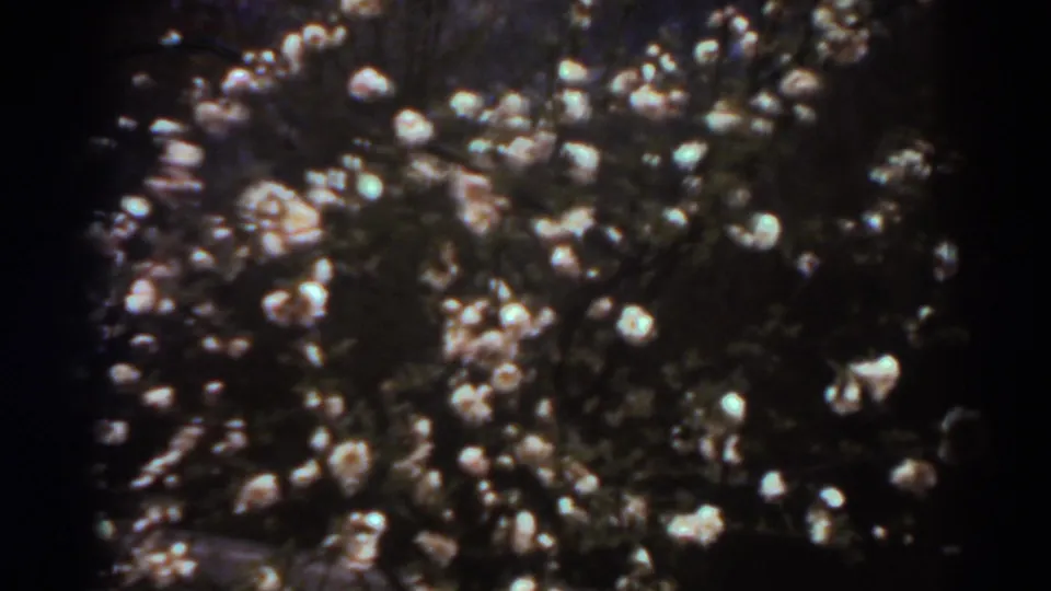 Dense pale blossoms and foliage appear through darkened 8mm frame edges in the West Virginia spring scene.