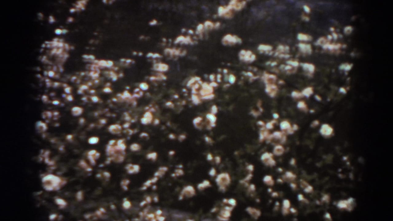 Soft 8mm view of flowering branches with bright white blossoms and shadowed leaves, identified as West Virginia, 1938.