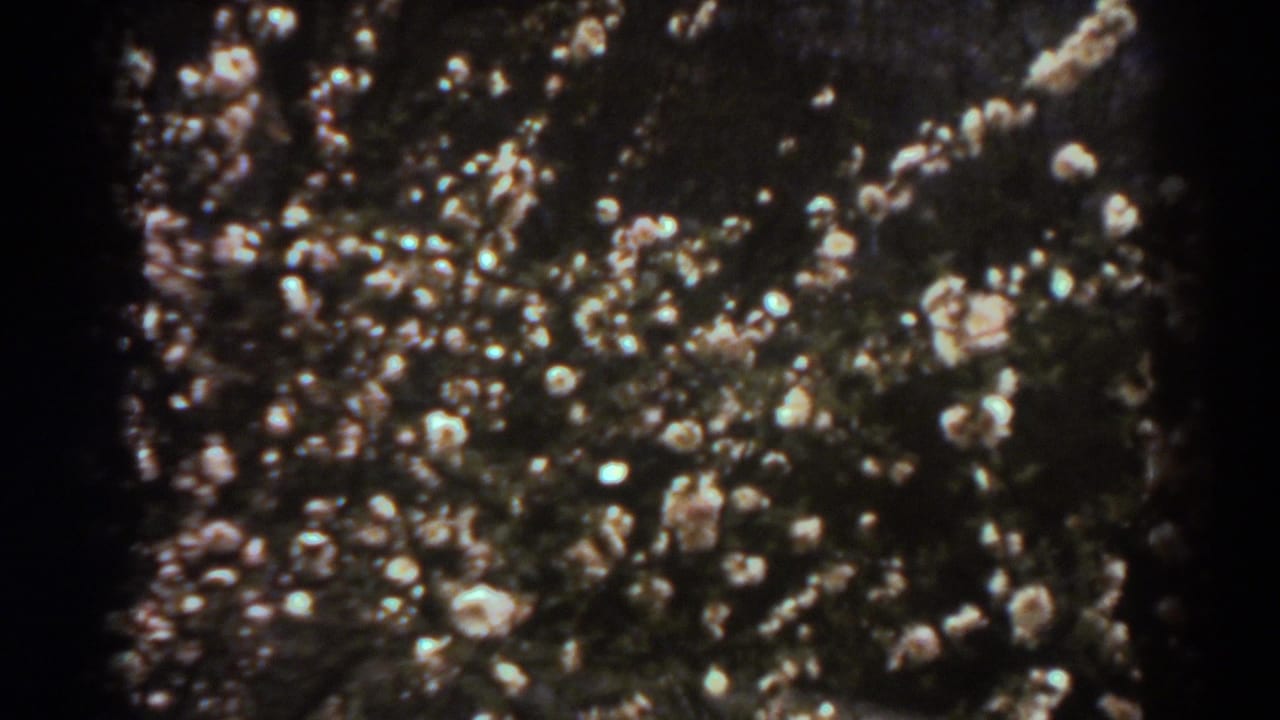 A wider cluster of white blossoms is scattered across dark greenery in the 1938 West Virginia home-movie shot.