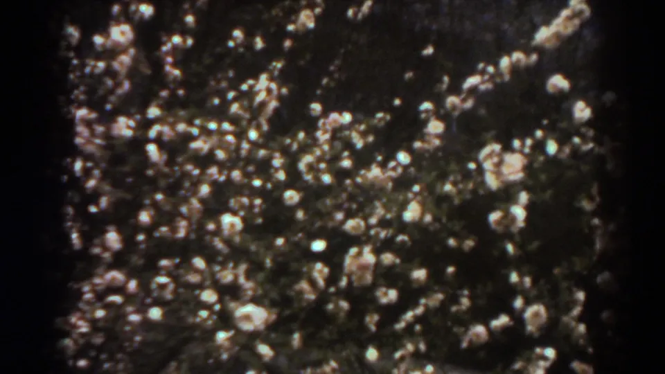 A wider cluster of white blossoms is scattered across dark greenery in the 1938 West Virginia home-movie shot.