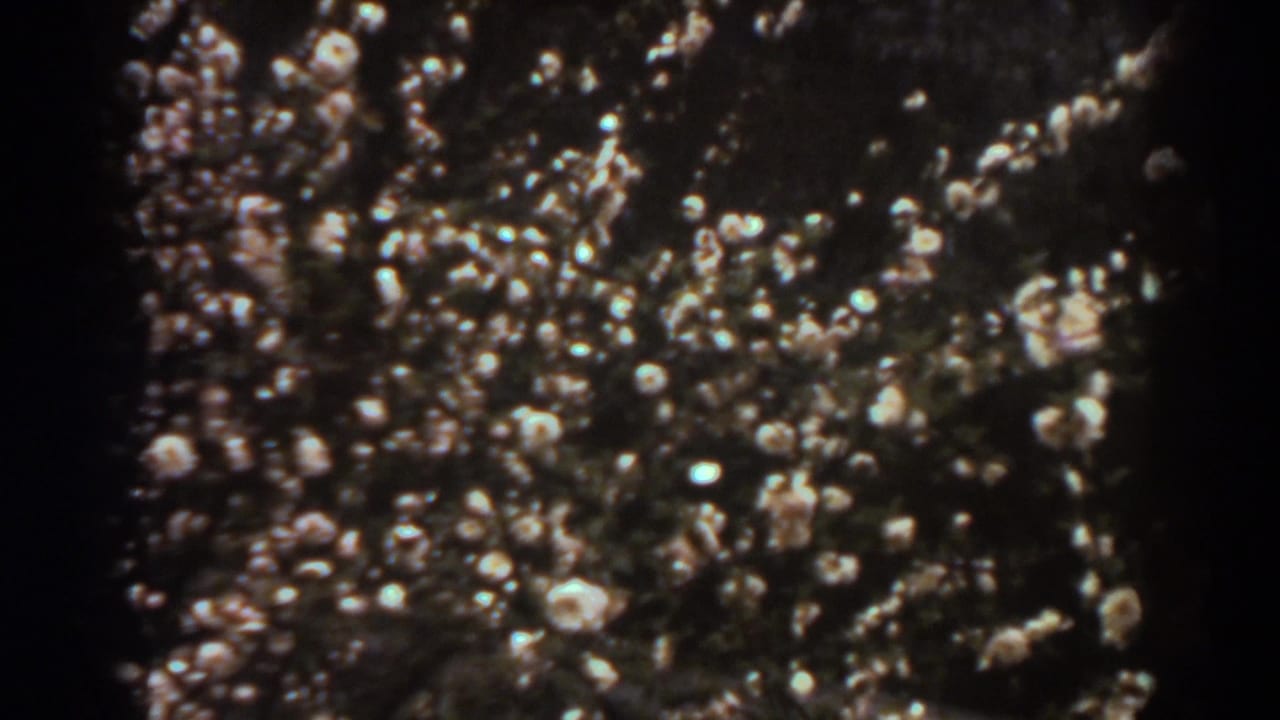 1938 West Virginia 8mm close-up of pale cotton bolls clustered among dark stems and leaves.