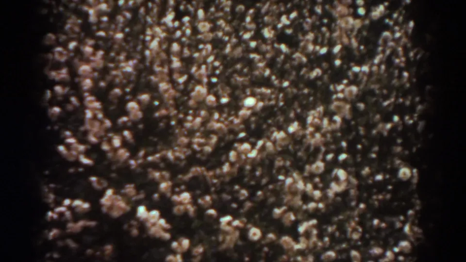Close 8mm view of cotton plants in West Virginia, with pale bolls standing out from dark foliage.