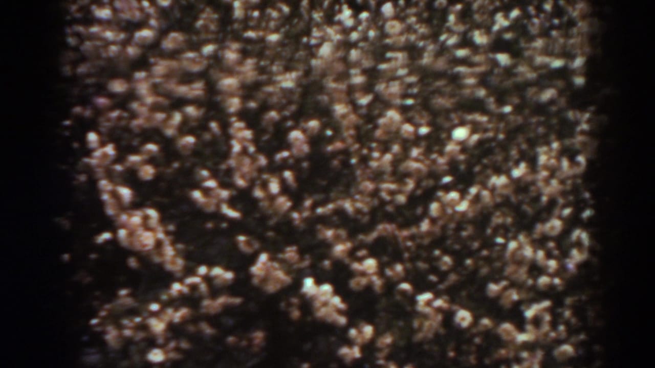 1938 archival home-movie frame showing cotton bolls and tangled plant stems in a close field view.