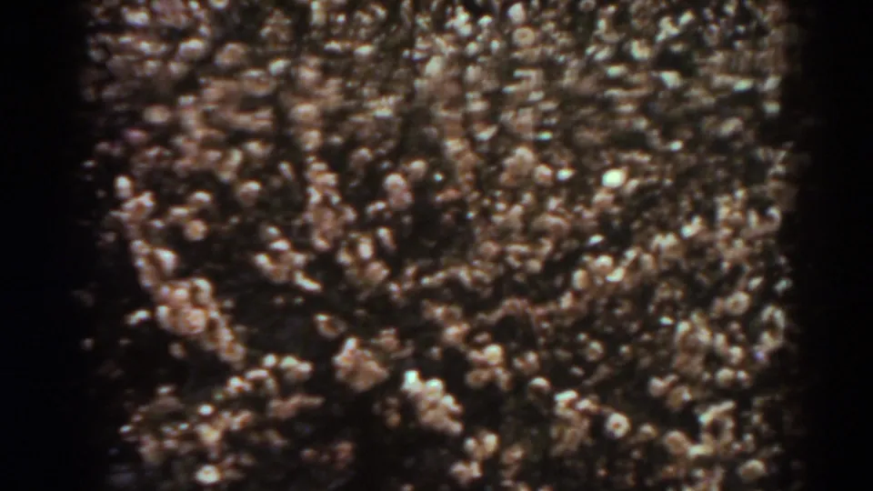 1938 archival home-movie frame showing cotton bolls and tangled plant stems in a close field view.