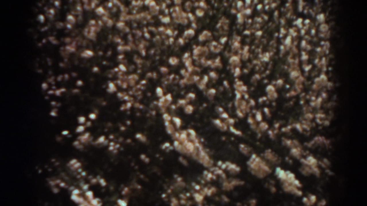 West Virginia cotton crop close-up from 1938, with pale bolls visible across dark foliage.