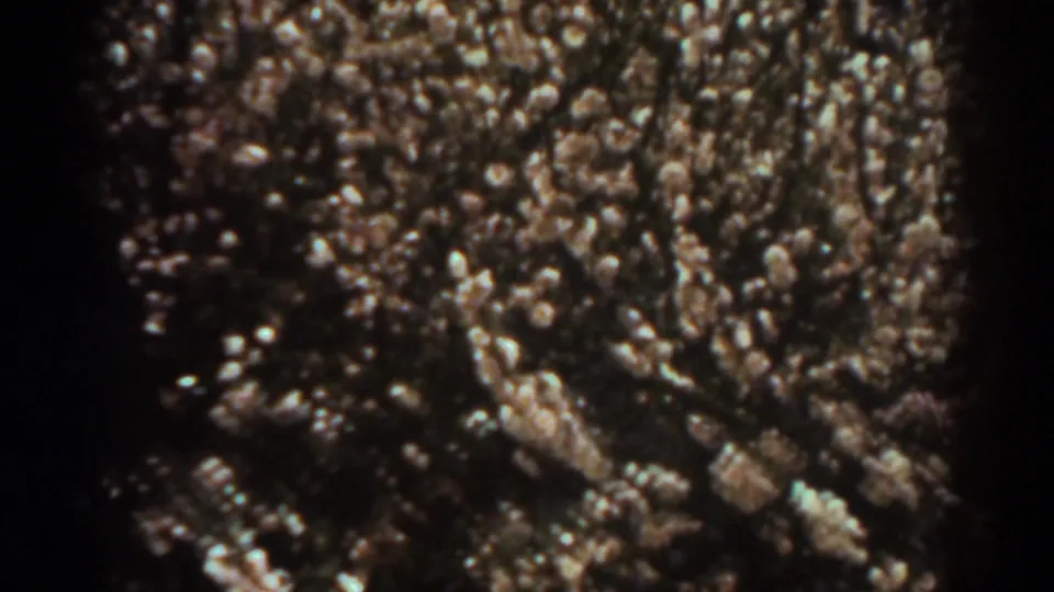 West Virginia cotton crop close-up from 1938, with pale bolls visible across dark foliage.