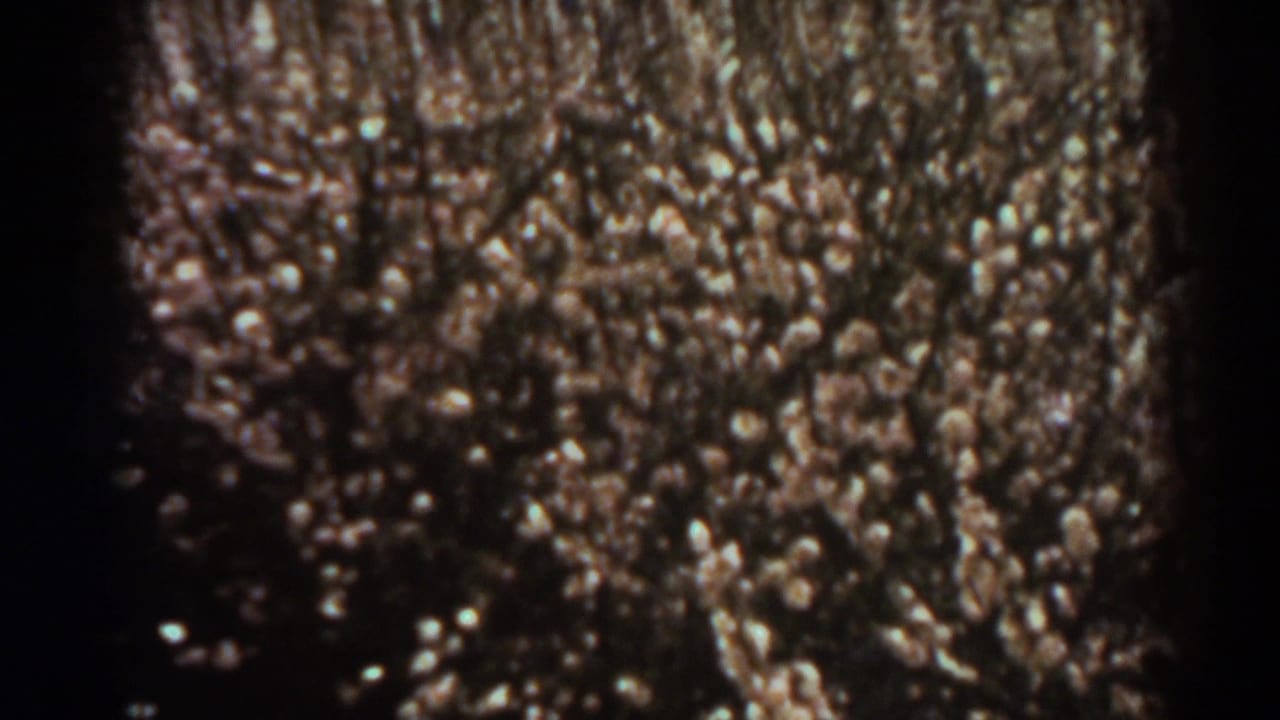 1938 West Virginia 8mm frame showing rough tree bark in close-up with soft, pale woodland foliage behind it.
