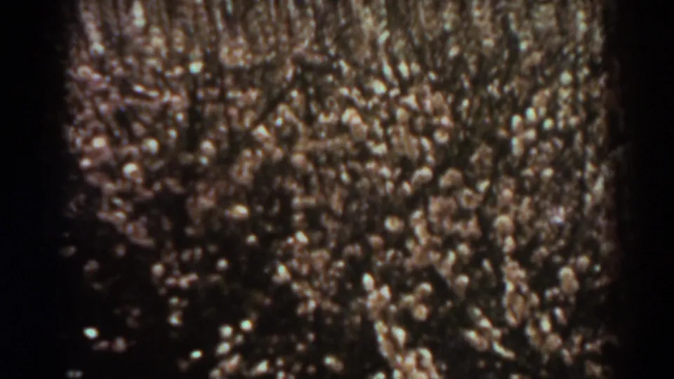 1938 West Virginia 8mm frame showing rough tree bark in close-up with soft, pale woodland foliage behind it.