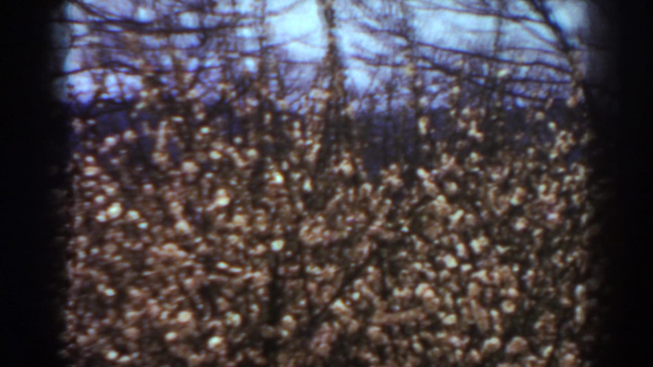 1938 West Virginia 8mm frame looking upward through bare branches and dense foliage toward a pale blue sky.