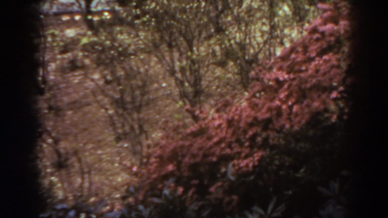 1938 West Virginia 8mm frame showing a garden path with bare bushes and red-leafed shrubs in warm, soft focus.
