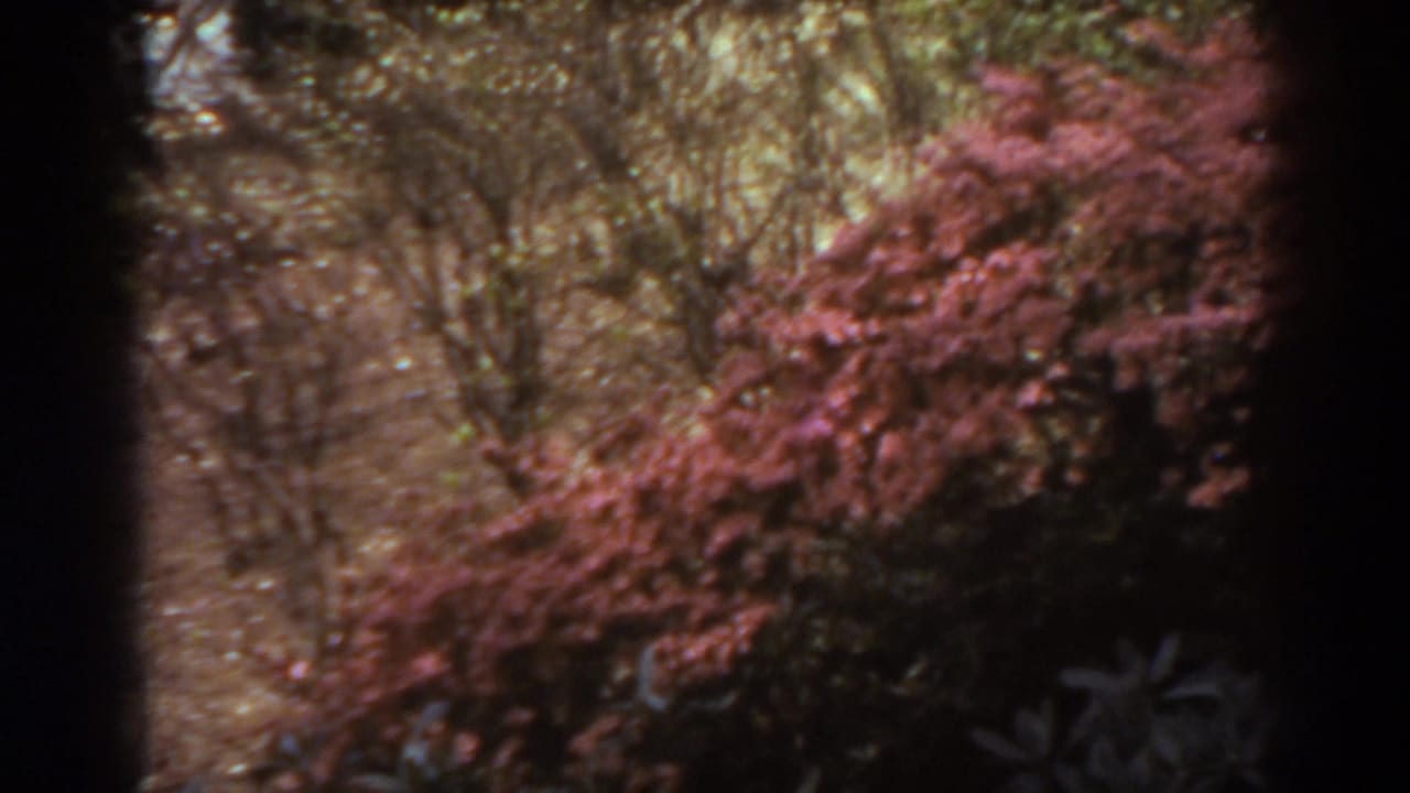1938 West Virginia 8mm frame with red shrubs, bare branches, and a garden path seen from a handheld home-movie viewpoint.