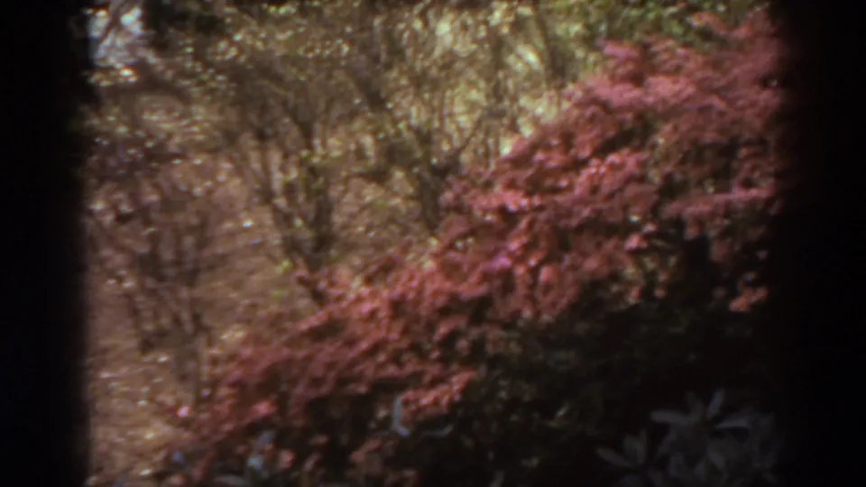 1938 West Virginia 8mm frame with red shrubs, bare branches, and a garden path seen from a handheld home-movie viewpoint.