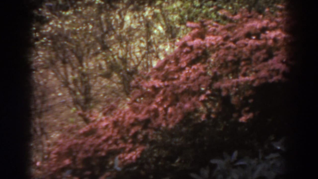1938 West Virginia 8mm frame showing reddish flowering shrubs, dark foreground foliage, and background trees in a sun-dappled yard.