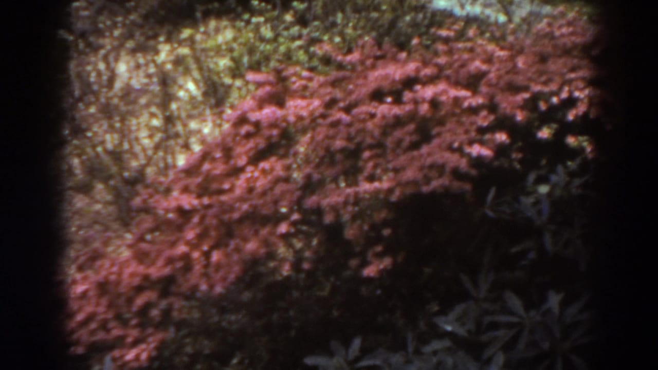 Reddish-brown flowering shrubs dominate a West Virginia yard view, with darker foliage and trees softened by 8mm film texture.