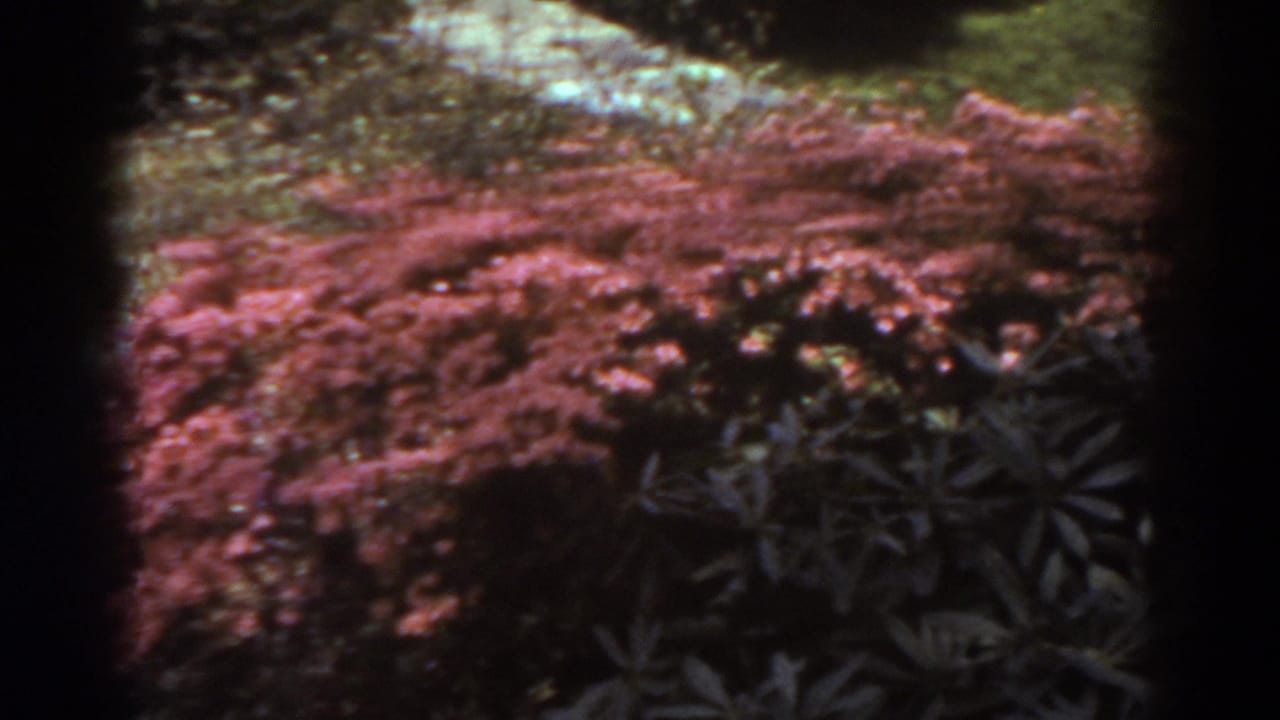 A handheld 8mm view moves across reddish shrubs and dark leafy plants in a 1938 West Virginia garden setting.