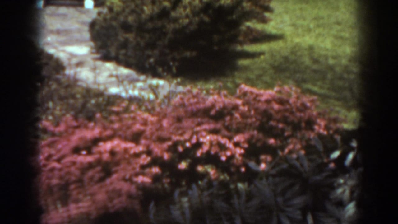 West Virginia yard frame with a pale garden path, green lawn, dark shrub, and reddish flowering bushes captured on 8mm film.